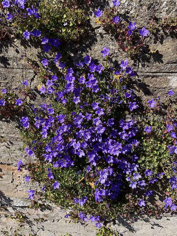 风铃花(Campanula portenschlagiana /墙风铃花)生长在干燥的石墙上，春日阳光明媚